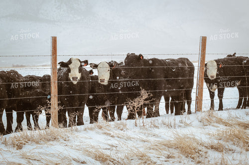 Angus and Baldy Cattle Along Fence in Pasture 78119
