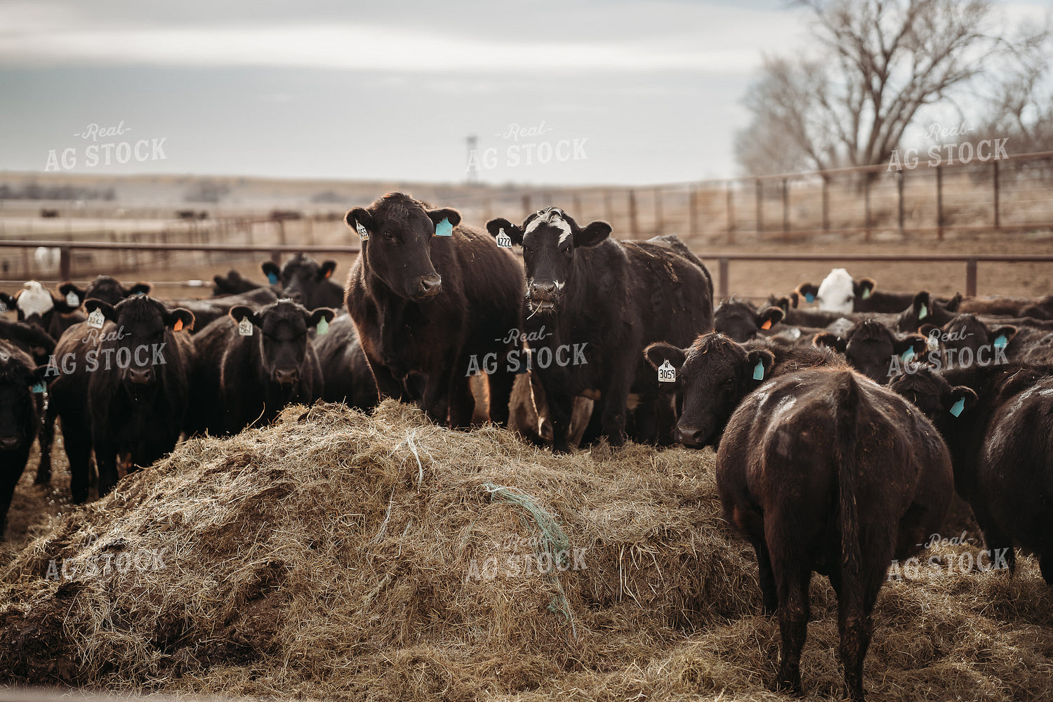 Cattle Eating 196212