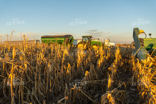 Harvesting Downed Corn 65115
