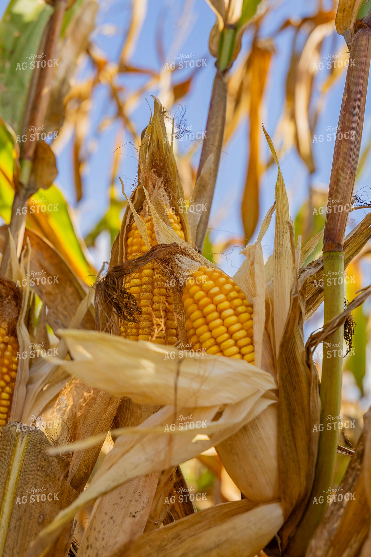 Ears of Corn in Field 291091