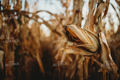Dried Ear of Corn 3427