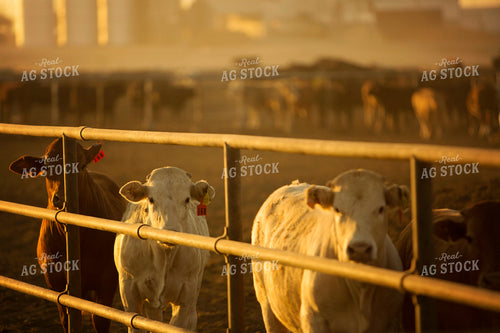Feedyard Cattle at Sunrise 3834