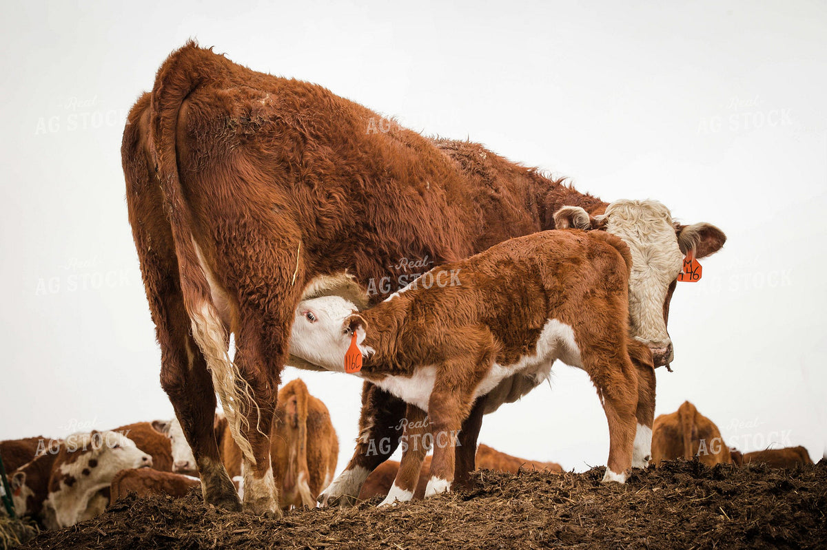 Hereford Cow-Calf Pair Nursing 404014