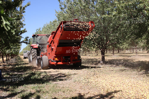 Harvesting Pecans 102146