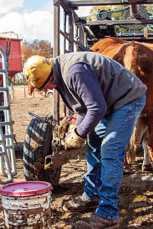 Trimming Hereford Cow Hoof 150054