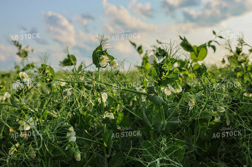 Lentils 187044