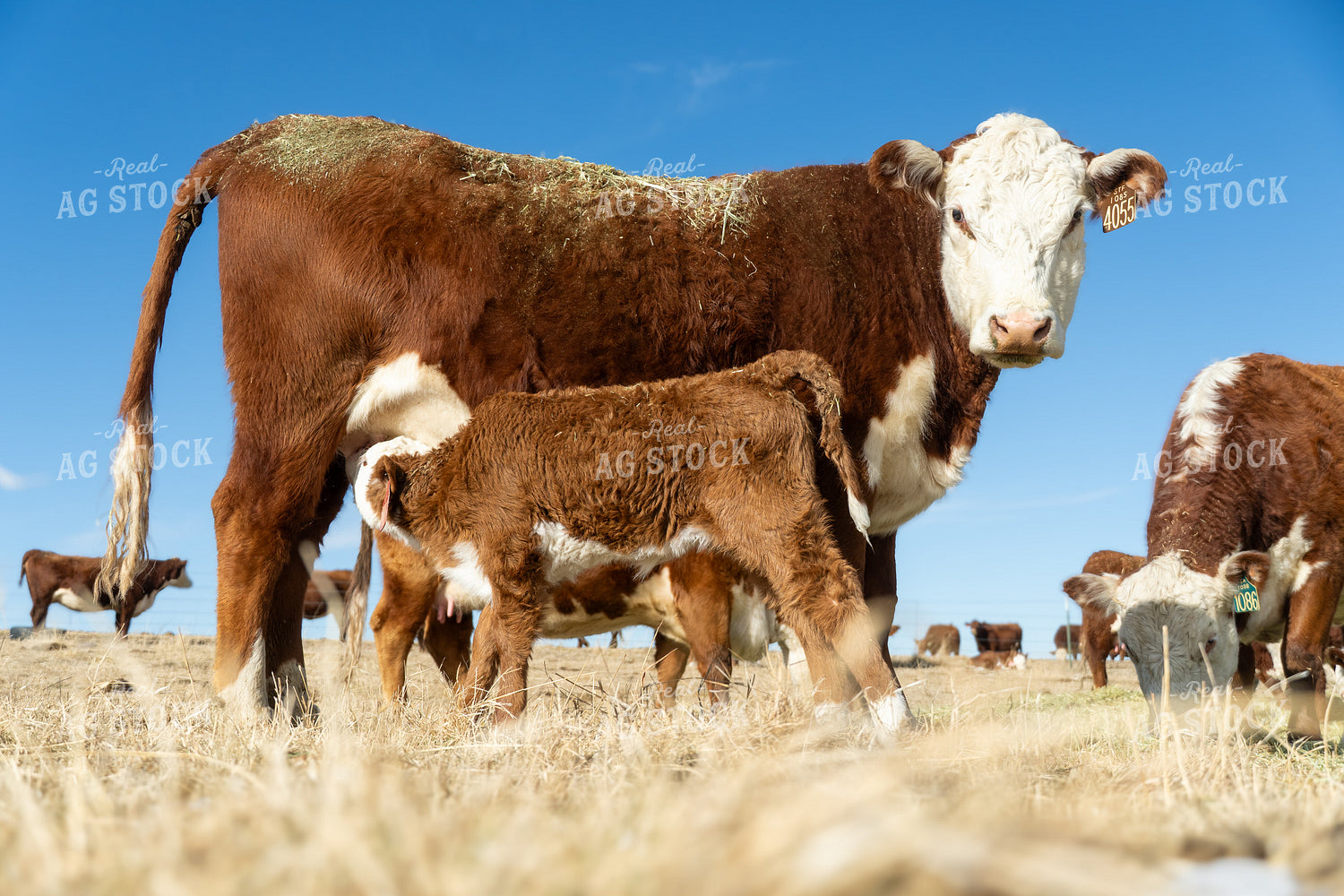 Hereford Cow Calf Pair 65591