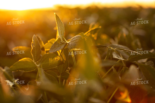 Soybeans - Mid-Season 4906