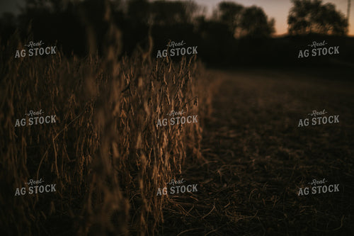 Soybean Field at Harvest at Dusk 5178