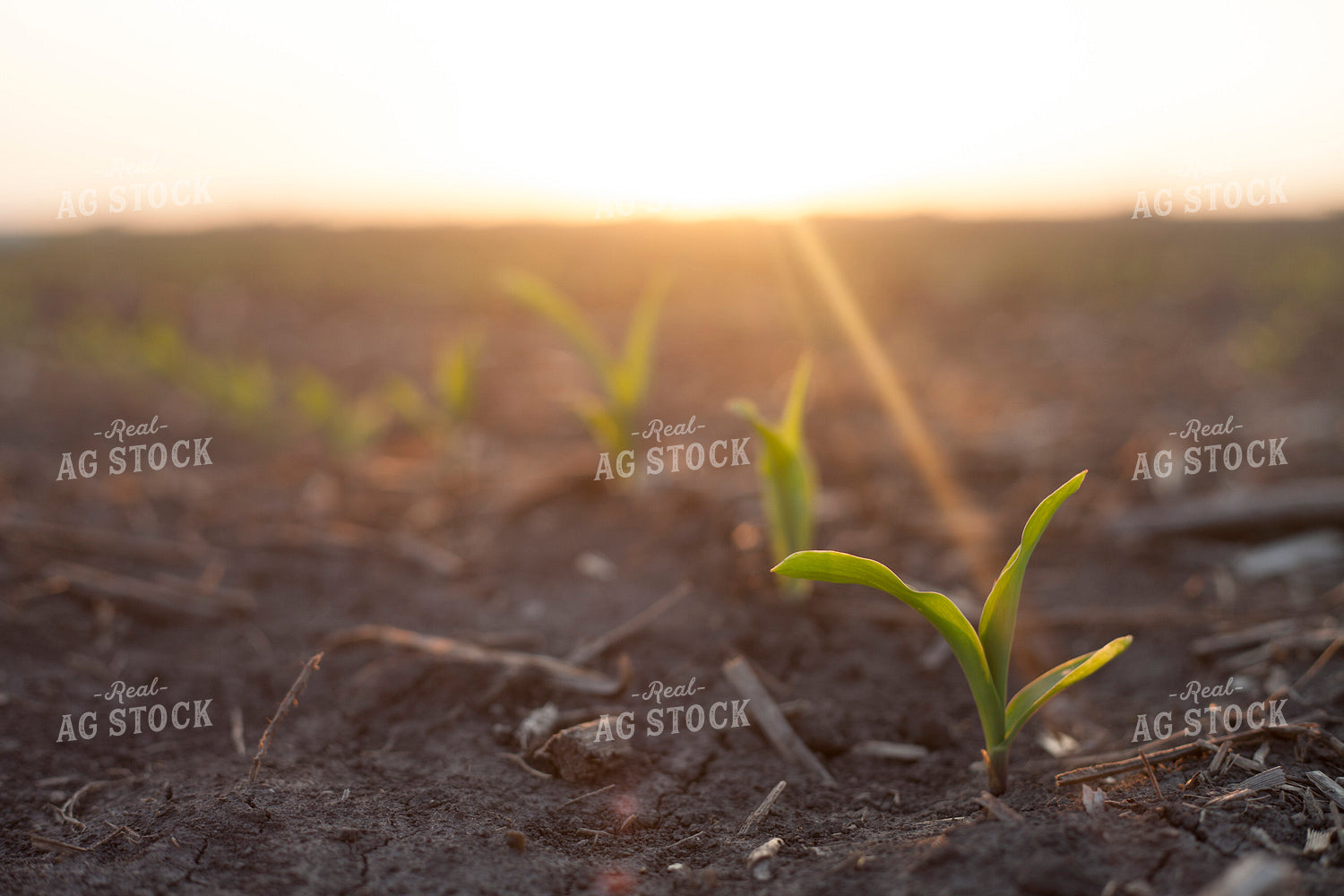 Corn - Early Growth 1190