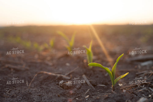 Corn - Early Growth 1190