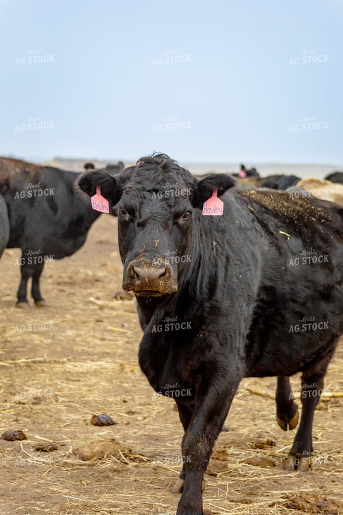 Angus Cow 155337