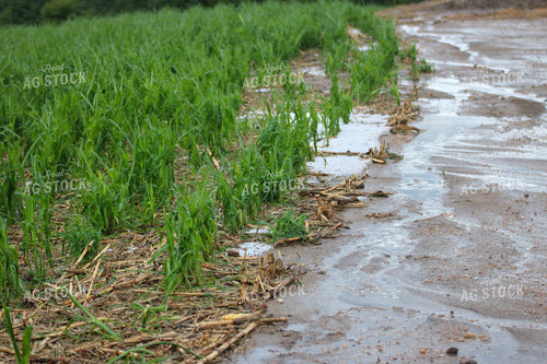 Flooded Corn Field 82505