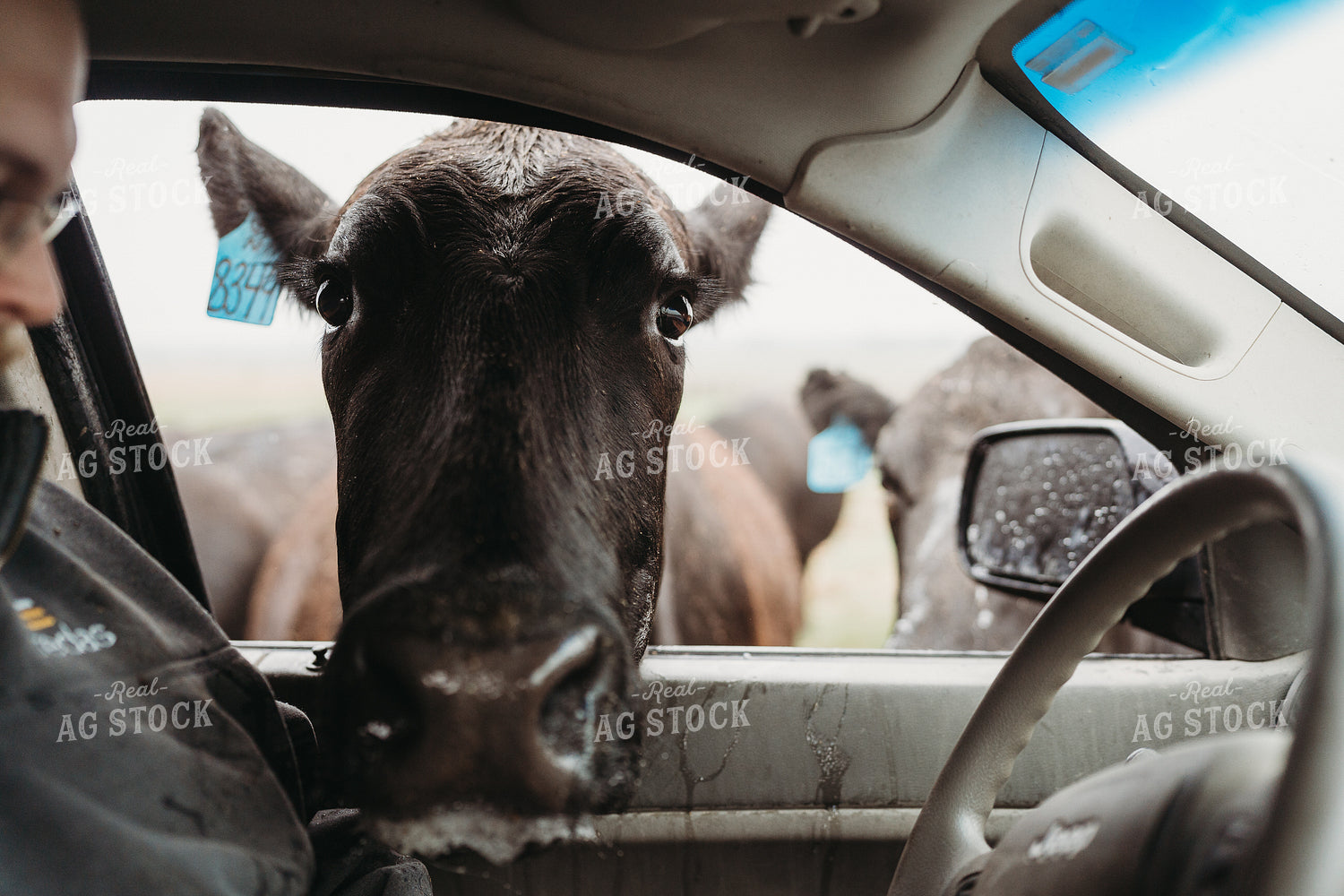 Angus Cattle in Pasture with Head in Car Window 196166