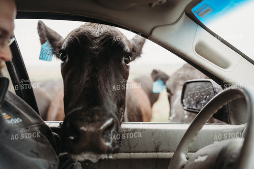 Angus Cattle in Pasture with Head in Car Window 196166