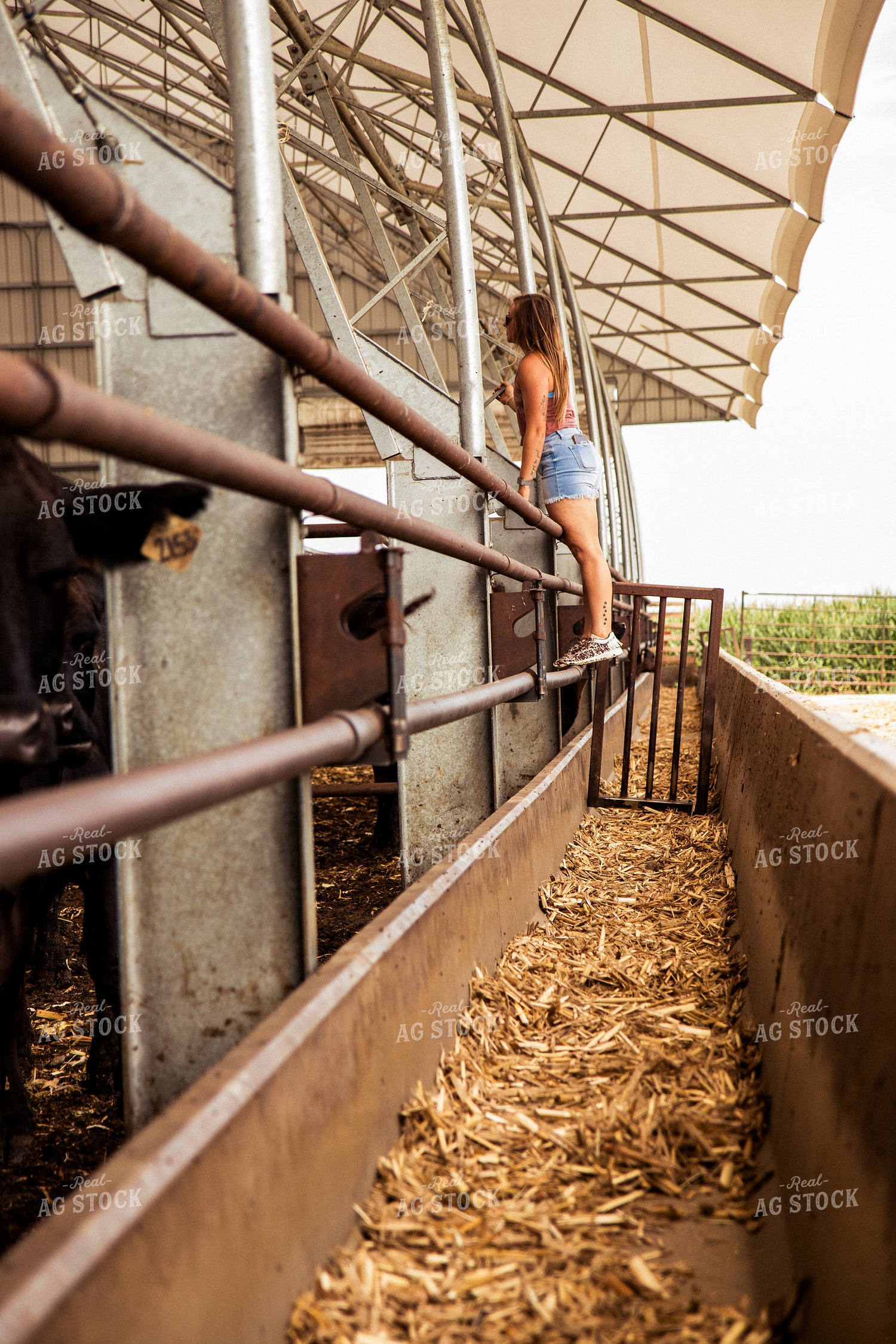 Checking Cattle 67429