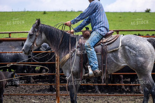 Rancher Roping Cattle 214195