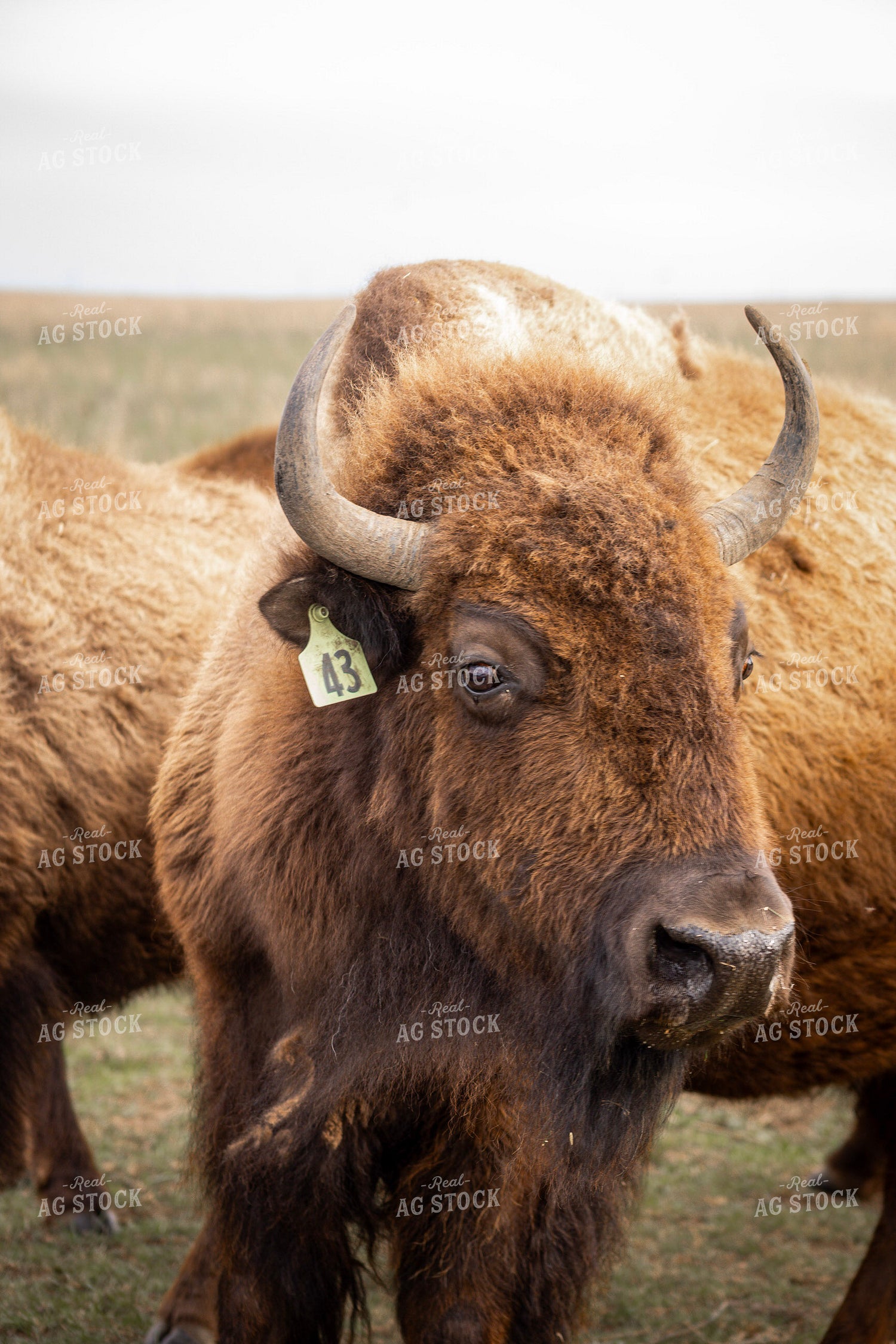 Bison – Real Ag Stock