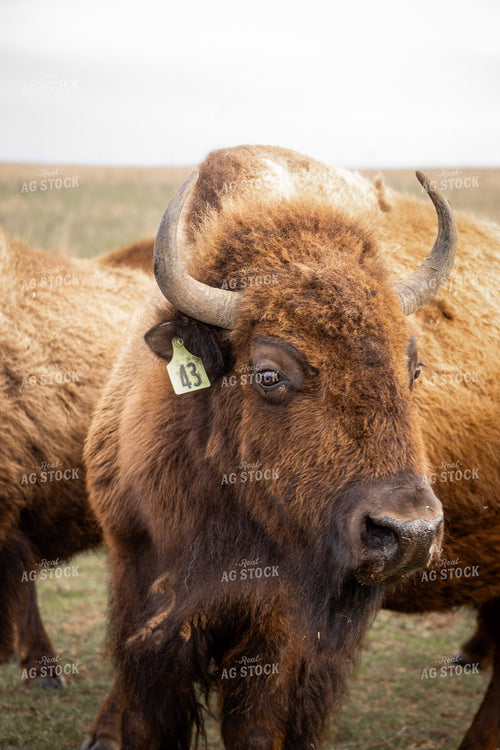 Bison 187133