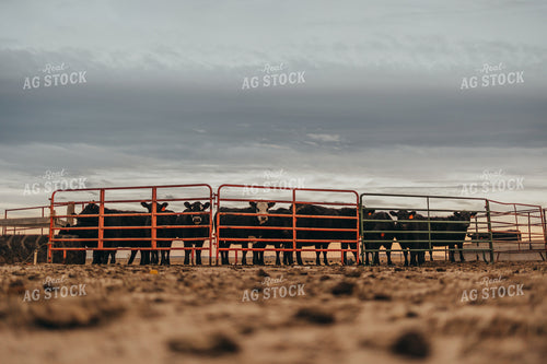 Cattle in Farmyard 61106