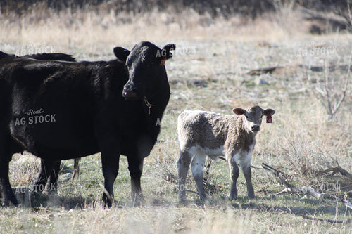 Cow Calf Pairs 117228