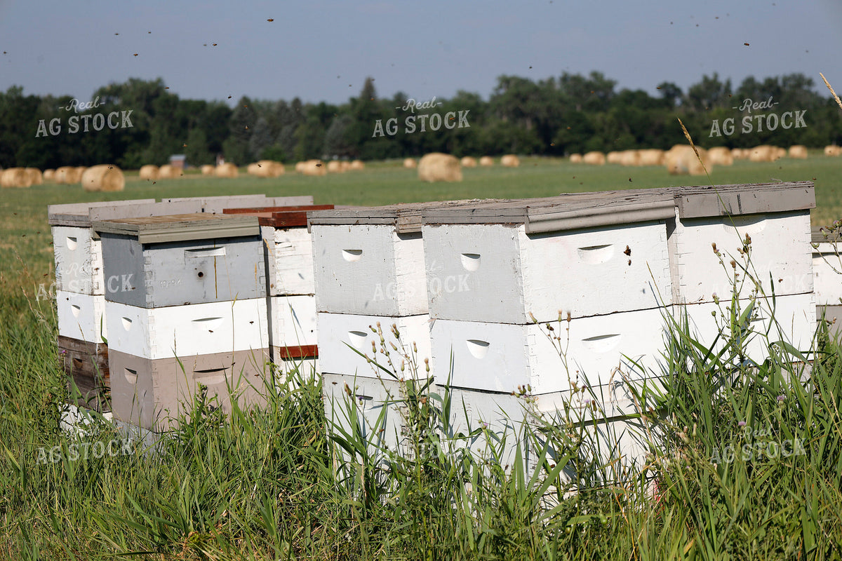 Beehives 141669