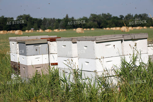 Beehives 141669
