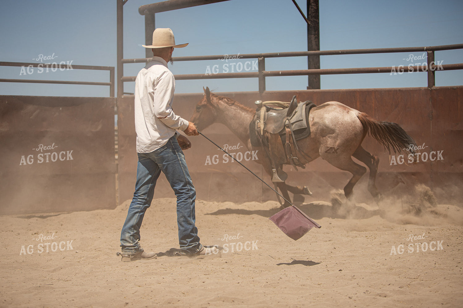 Training Colts 78244