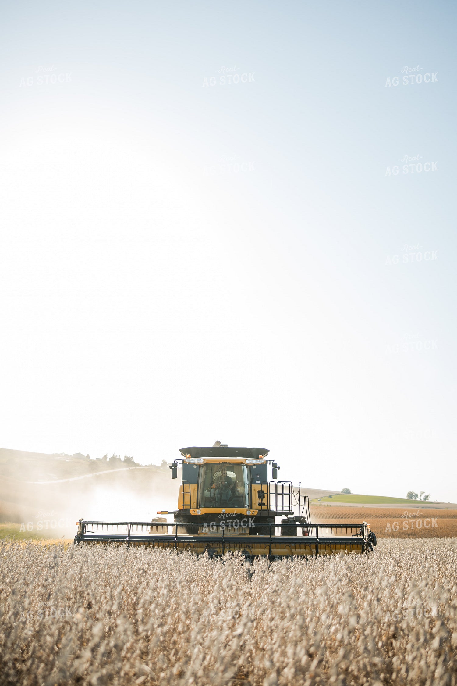 Soybean Harvest 215100
