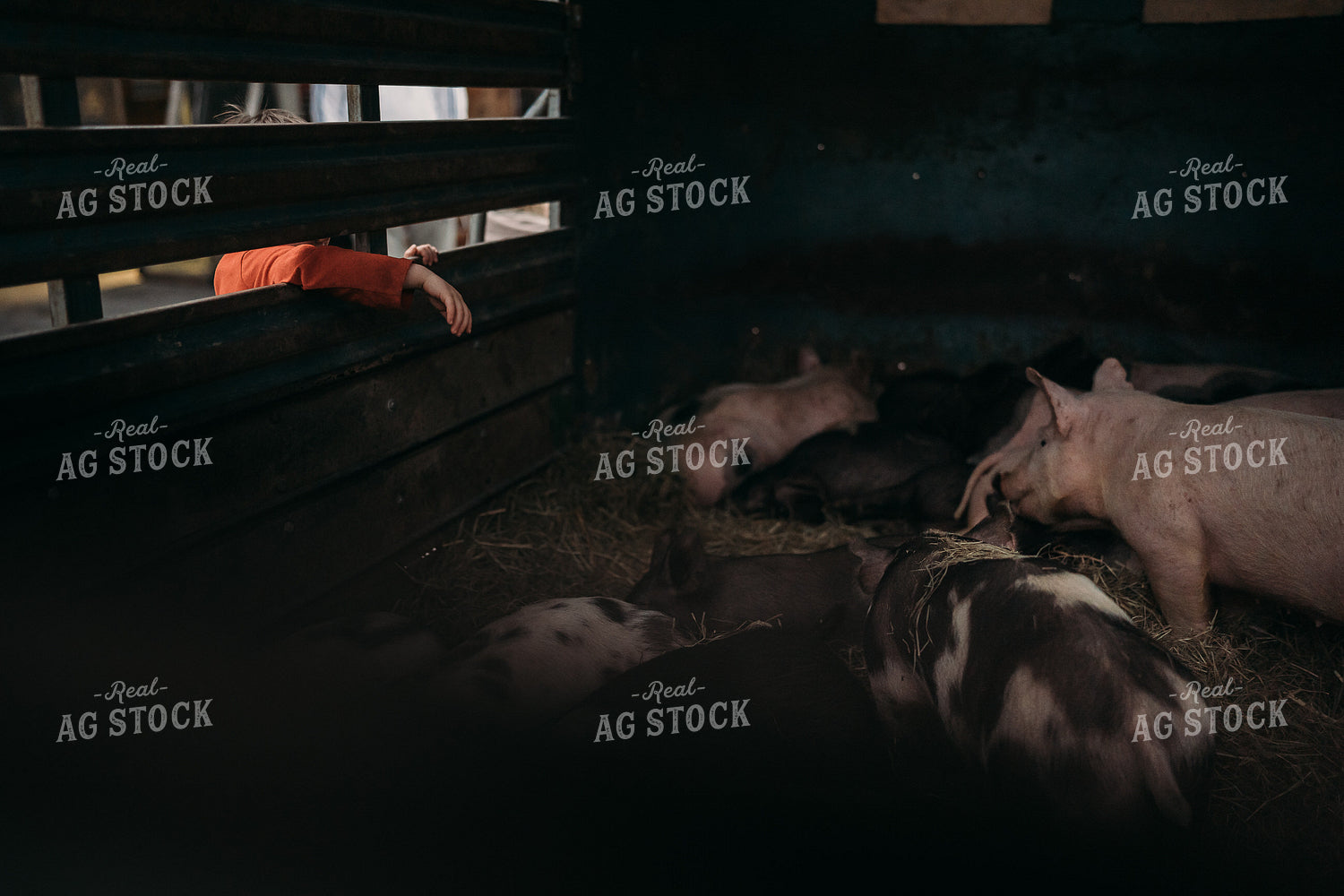 Farm Kid Looks at Pigs in Trailer 196091
