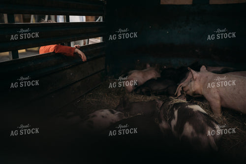 Farm Kid Looks at Pigs in Trailer 196091