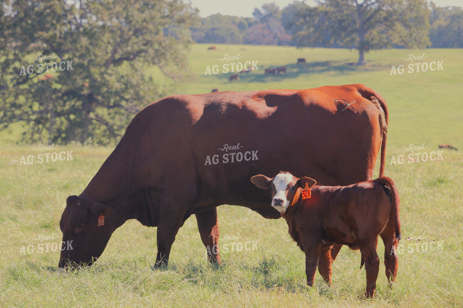 Simbrah Cow and Calf in Pasture 102010