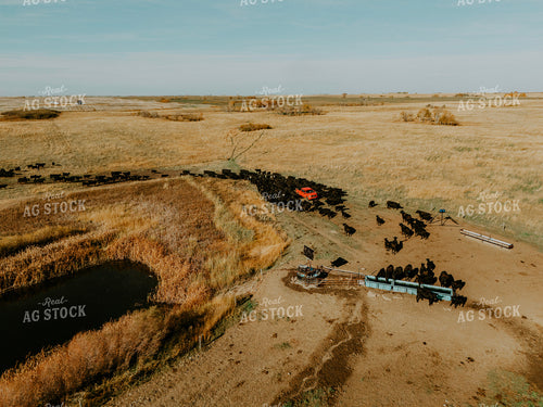 Aerial Angus Cattle on Pasture 187084