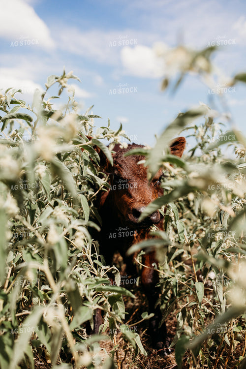 Cattle 203040
