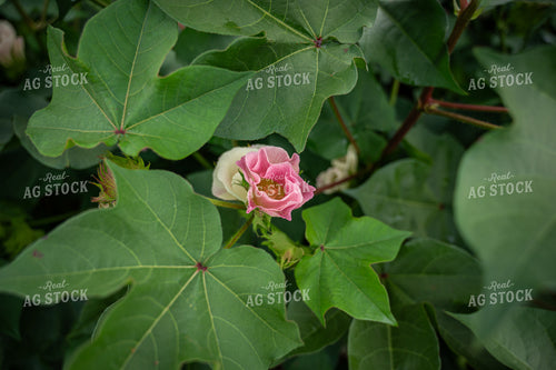 Flowering Cotton Plant 149139