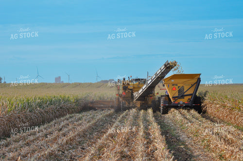 Seed Corn Harvest 103051