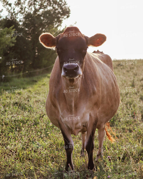Jersey Cow 173000