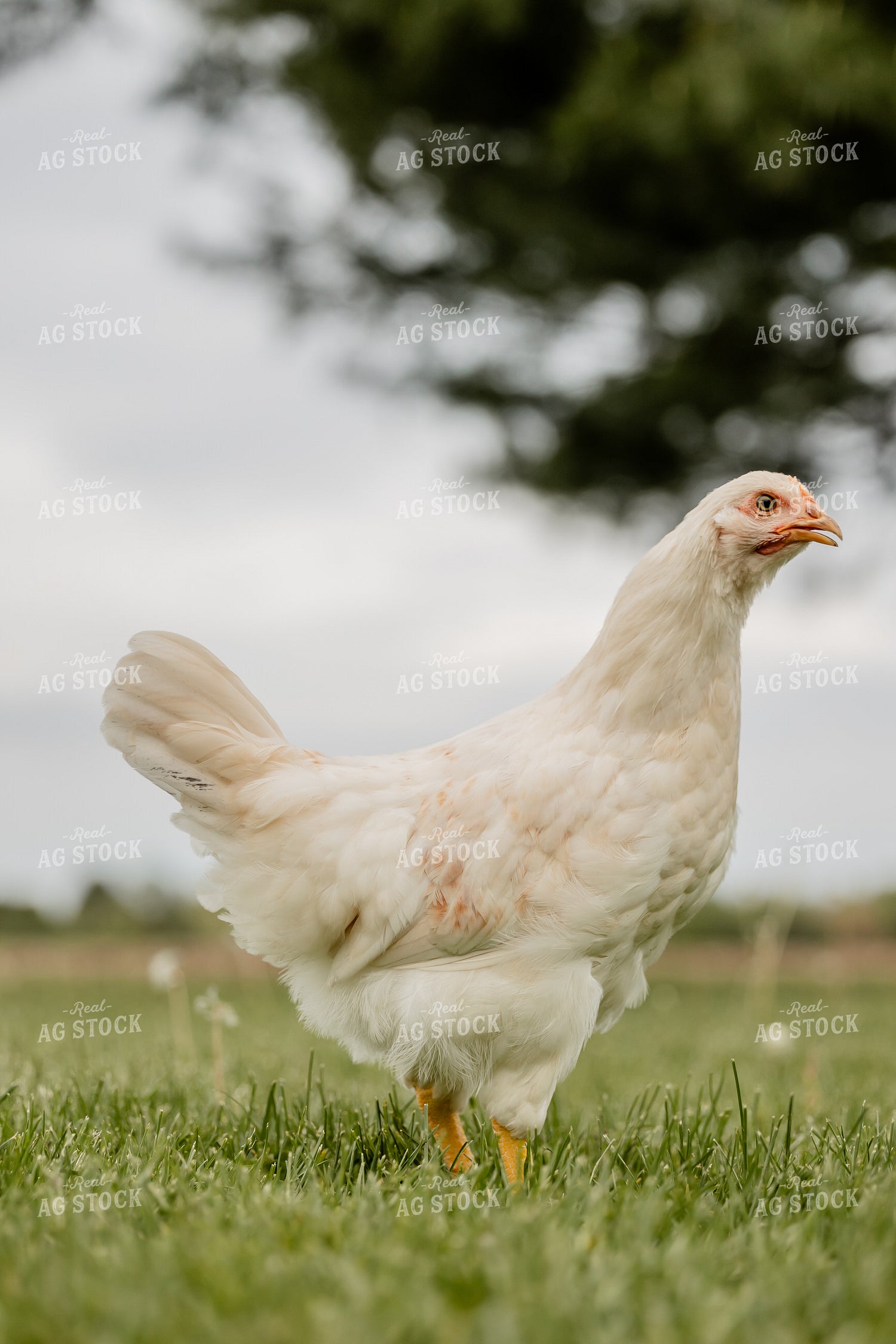 Pullet Laying Chicken 104095