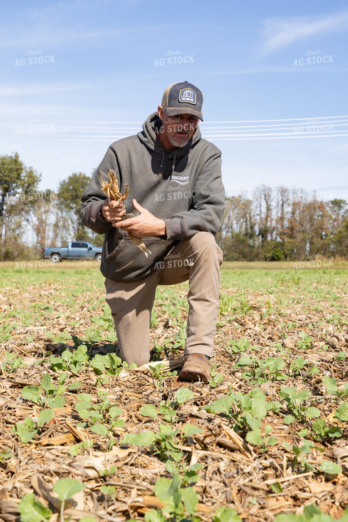 Agronomist Scouting Field with Cover Crops 79835