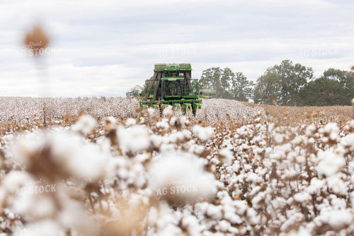 Cotton Harvest 79533