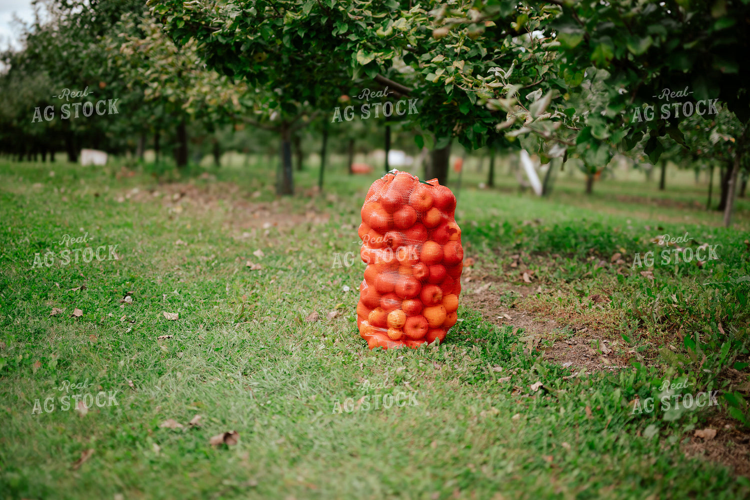 Harvested Apples 137092