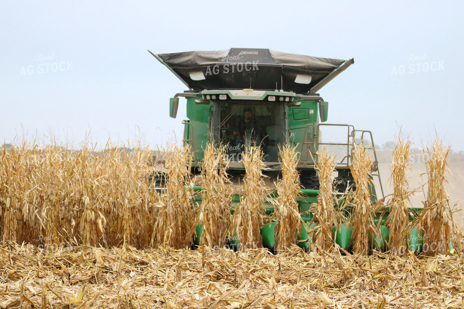 Corn Harvest 82330