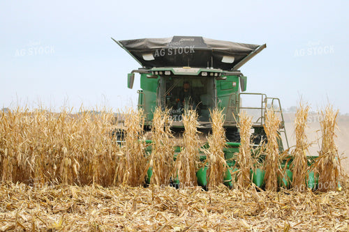 Corn Harvest 82330