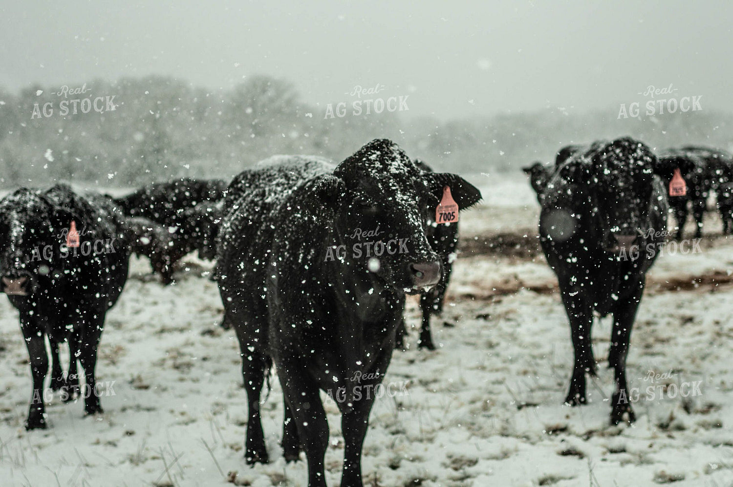 Angus Cattle in Snow 59026