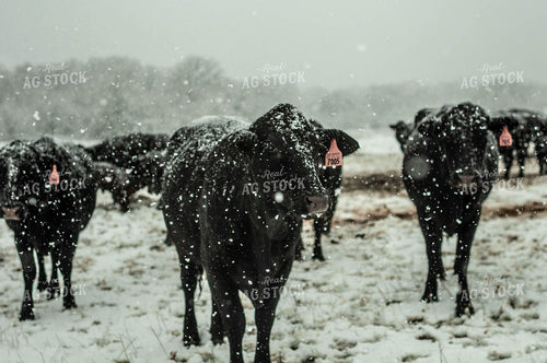Angus Cattle in Snow 59026