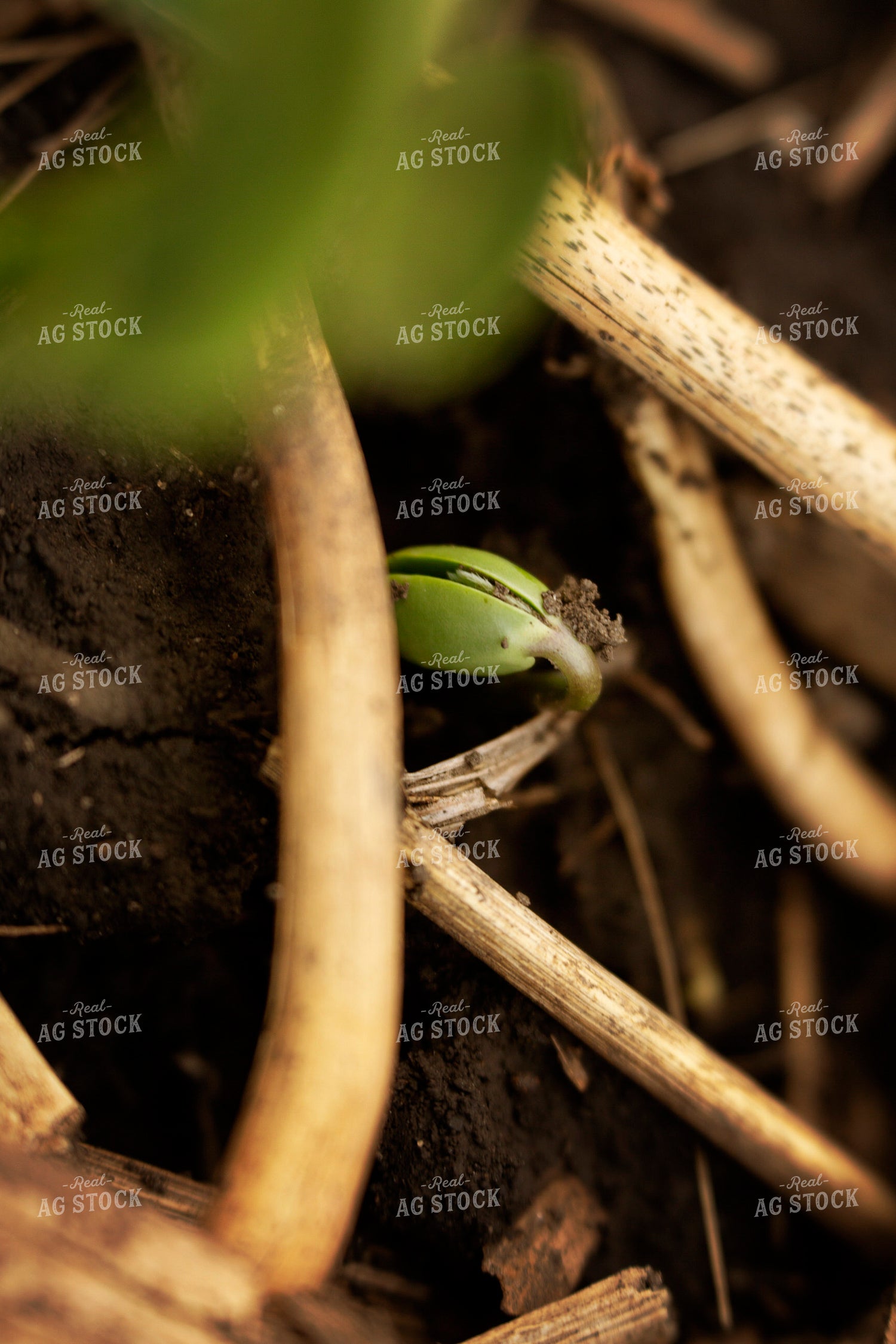 Early Season Soybeans 9678