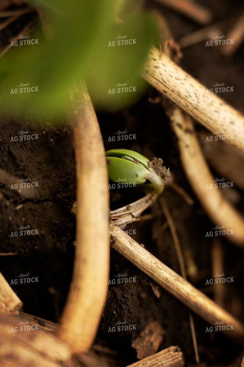Early Season Soybeans 9678