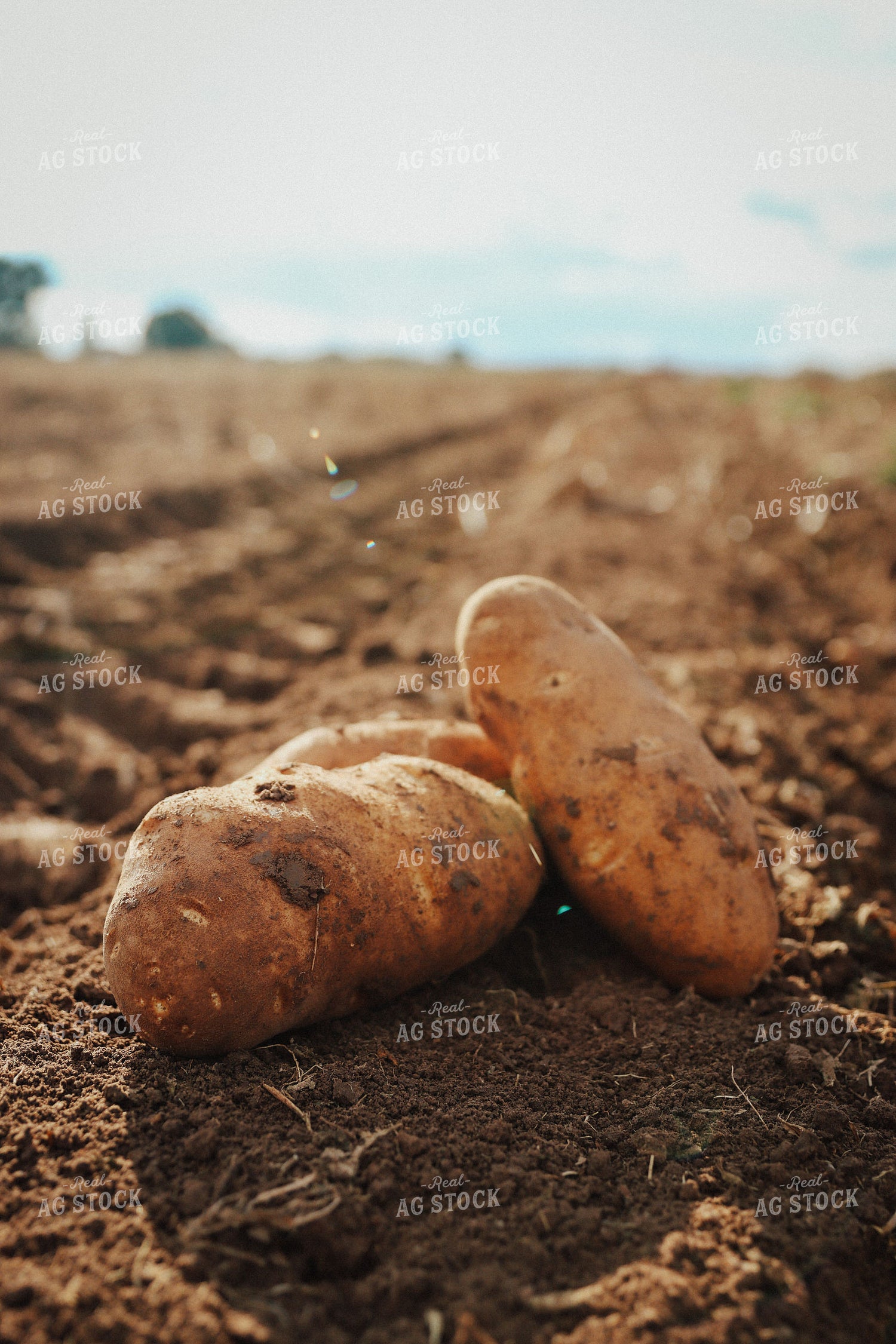 Potato Harvest 83080