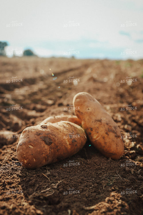 Potato Harvest 83080