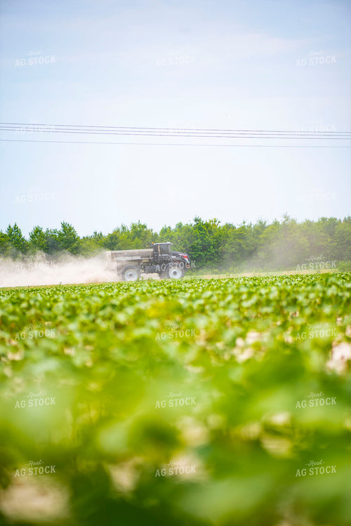 Spreading Dry Fertilizer in Cotton Field 136229